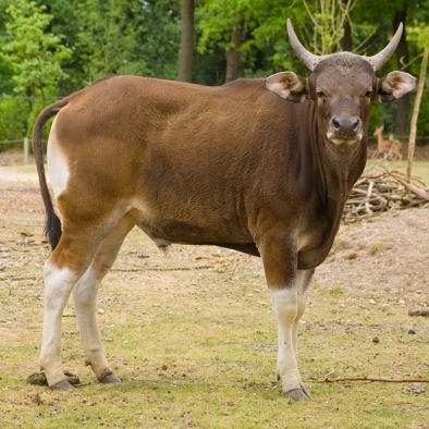 Bedreiging en bescherming