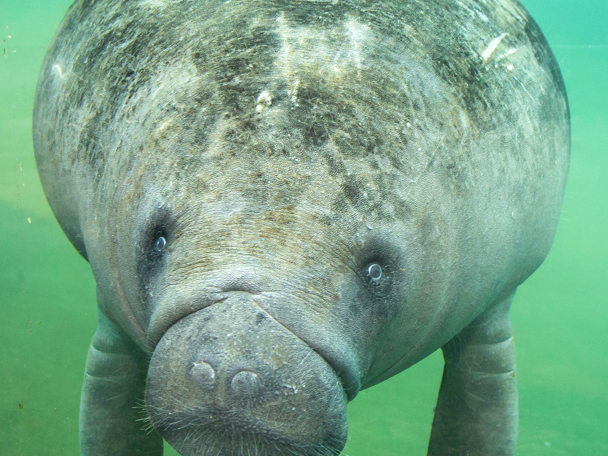 Dieren