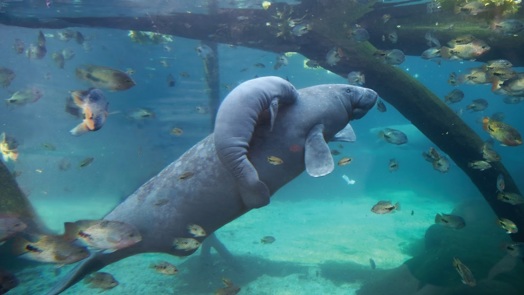 Onze Caribische zeekoe is drachtig!