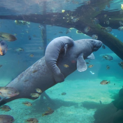 Over de voortplanting