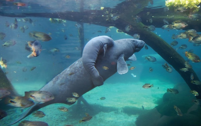Onze Caribische zeekoe is drachtig!