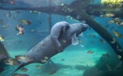 Onze Caribische zeekoe is drachtig!