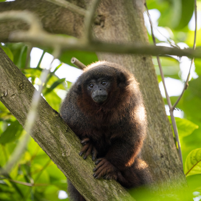 Bedreiging en bescherming