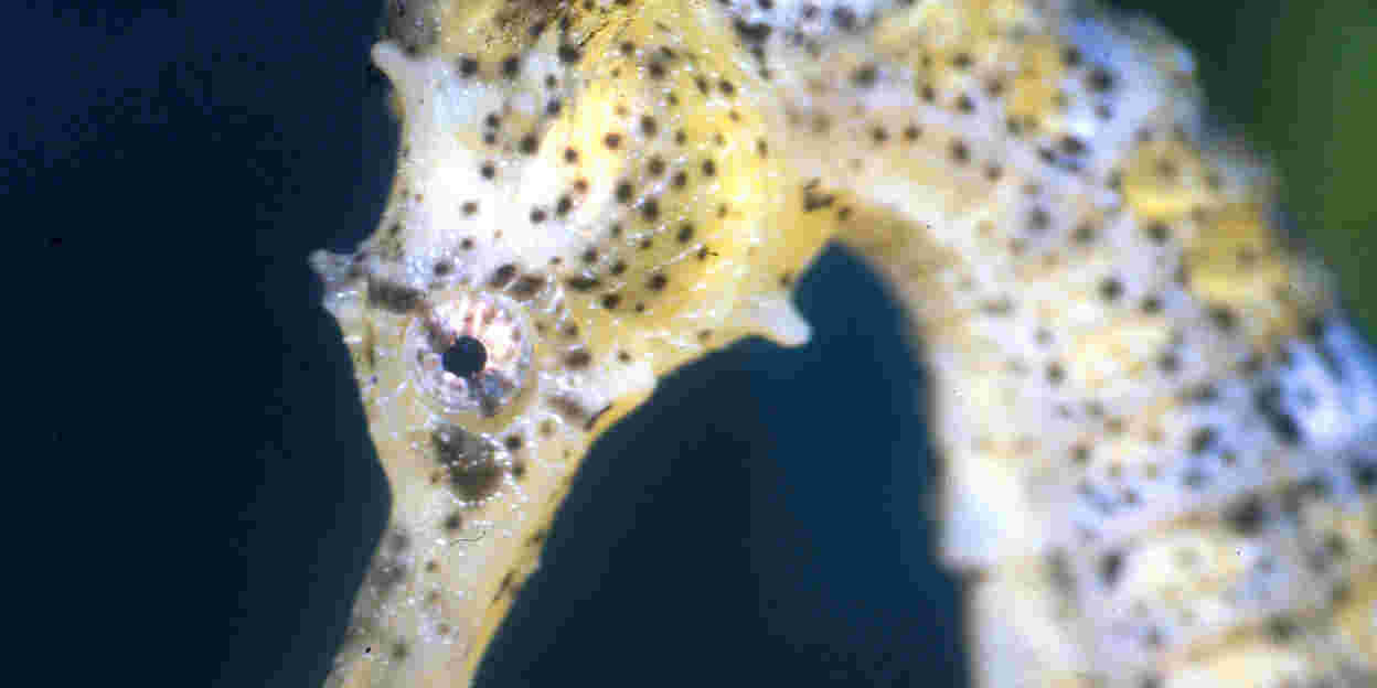 Stallen in de Ocean