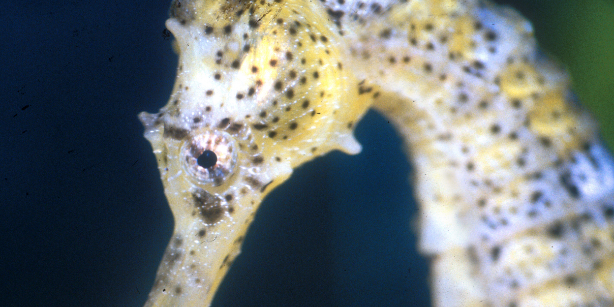 Stallen in de Ocean