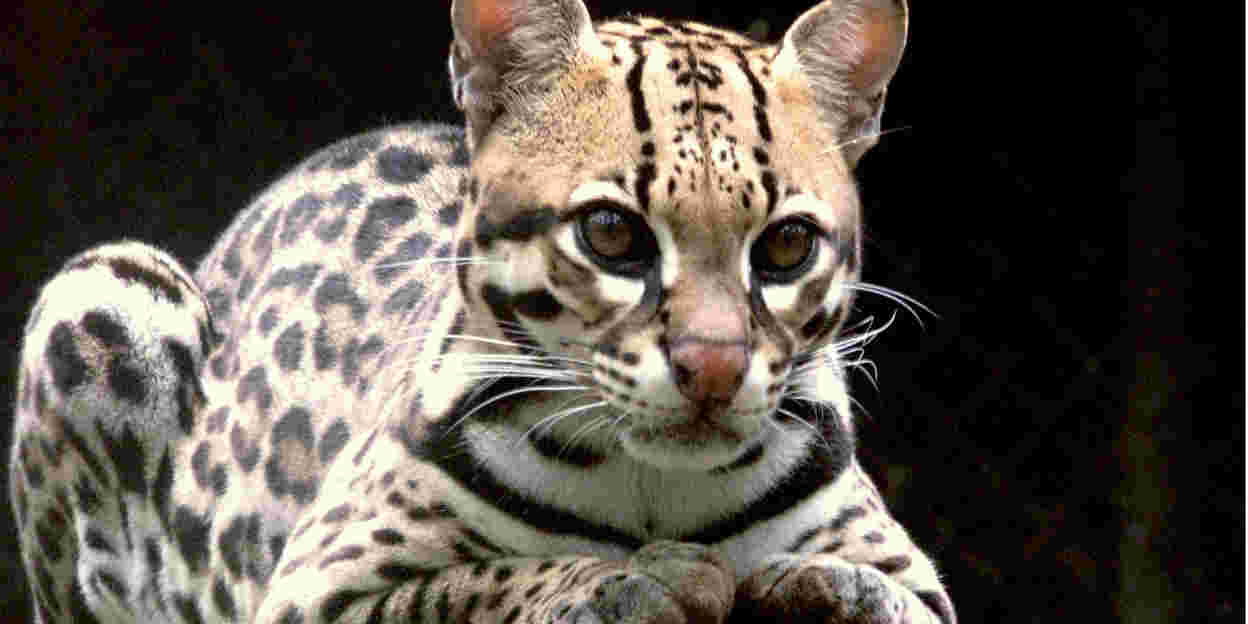 De kleine katten van Belize