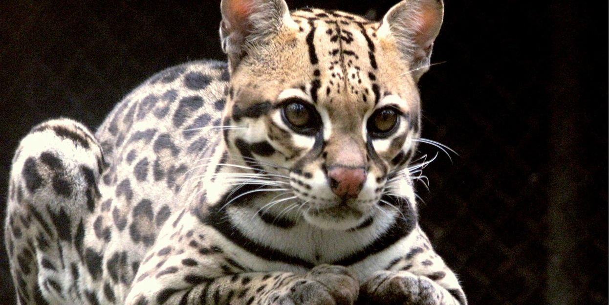 De kleine katten van Belize
