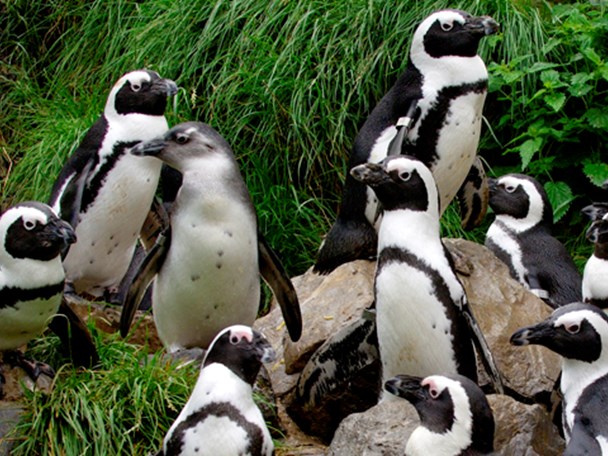 Pinguïn Arrangement