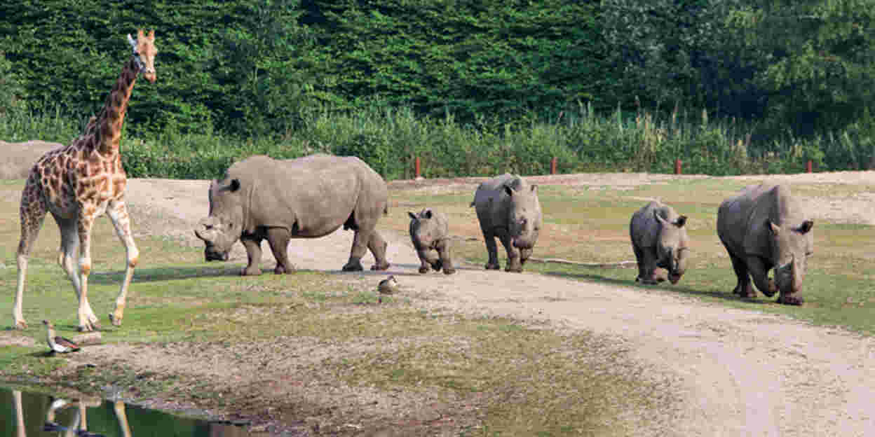 Neushoorntje maakt voor het eerst kennis met giraffen en antilopen