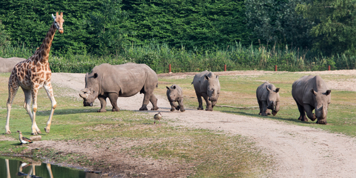Neushoorntje maakt voor het eerst kennis met giraffen en antilopen