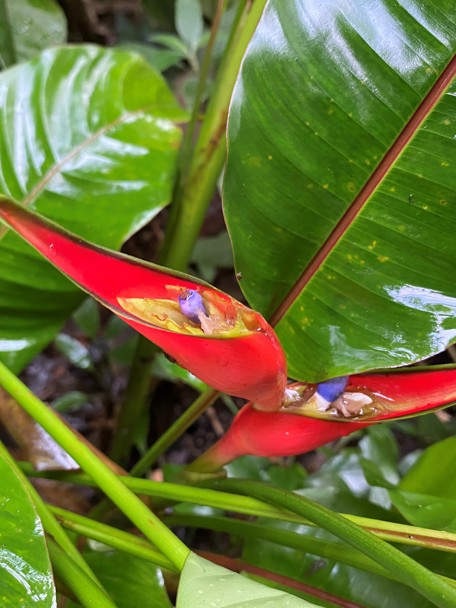 Gebruik door de mens