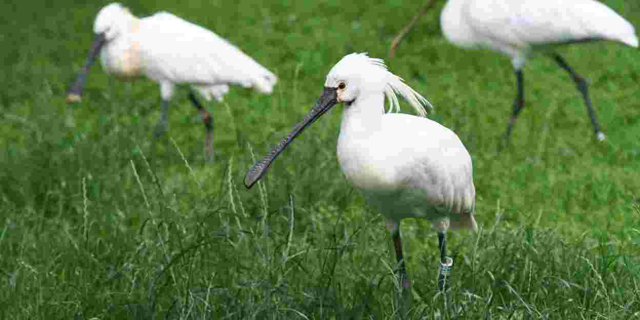 Vogels zonder geluk, of toch niet?