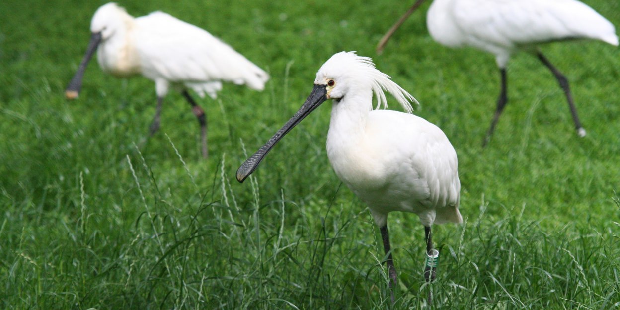Vogels zonder geluk, of toch niet?