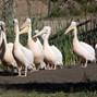 Lees meer over: Roze pelikaan
