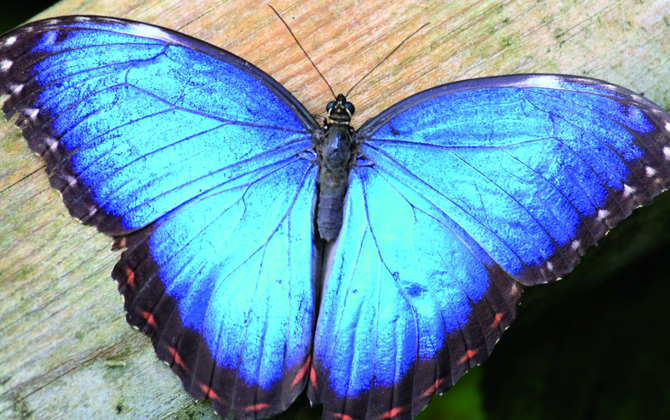 Fascinerende fladderaars van Belize
