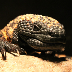 Gilamonster