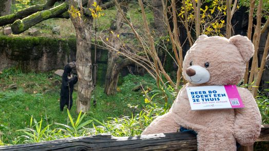 Steun voor Beer Bo van Maleise beren Burgers' Zoo