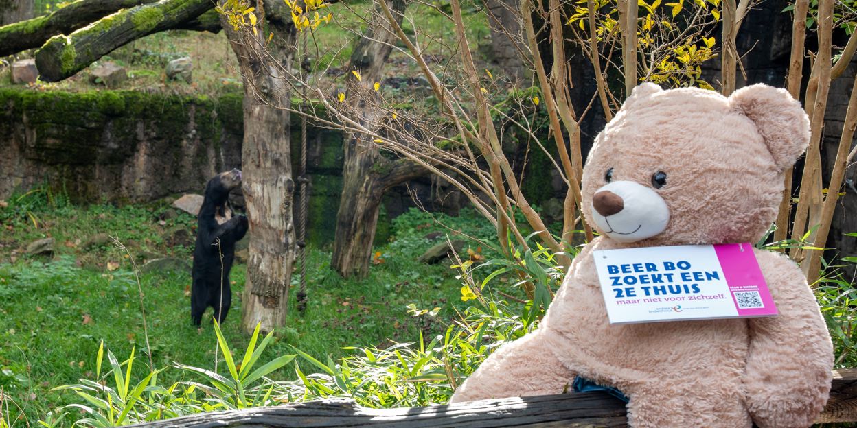 Steun voor Beer Bo van Maleise beren Burgers' Zoo