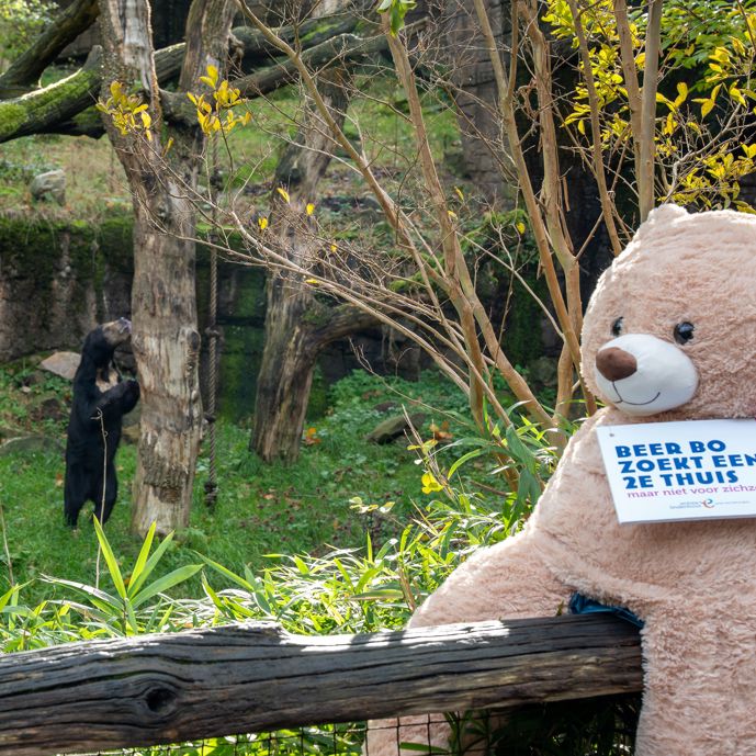 Steun voor Beer Bo van Maleise beren Burgers' Zoo