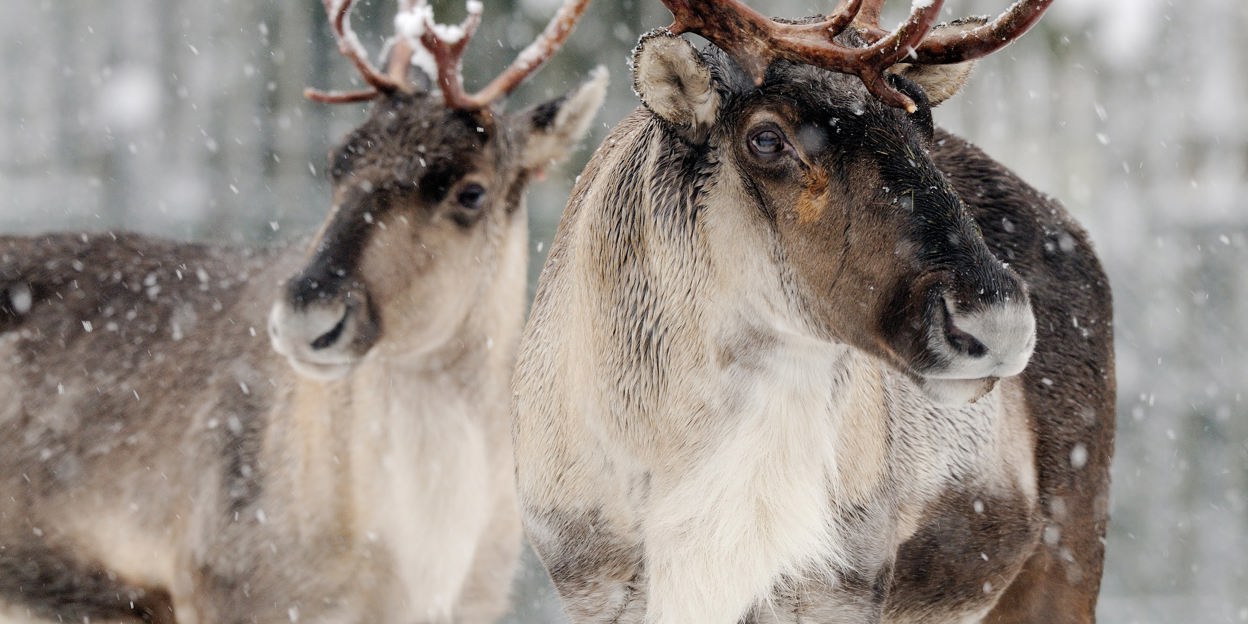 Bosrendieren in Burgers’ Zoo
