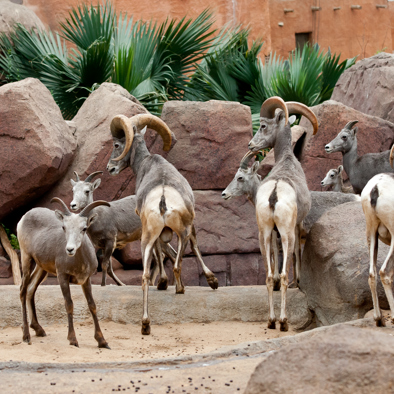 Bedreiging en bescherming