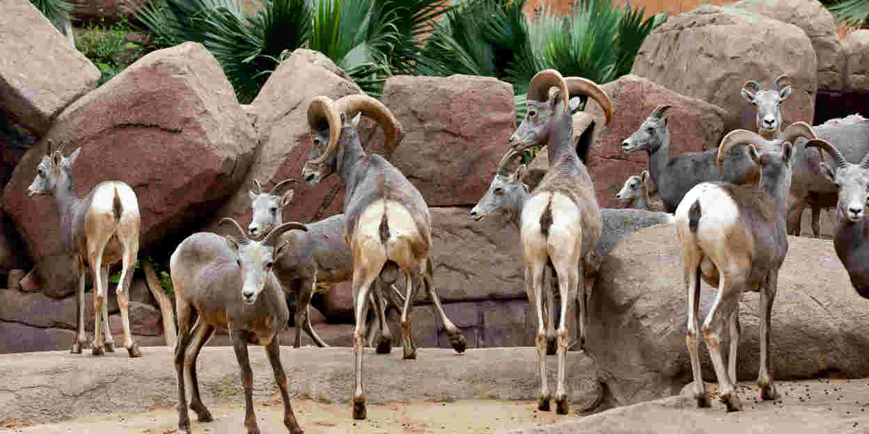Dieren in de Desert