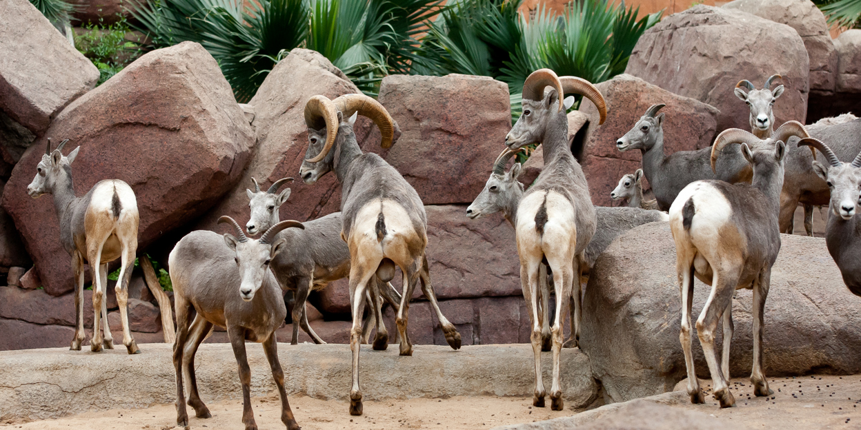 Dieren in de Desert
