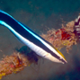 Lees meer over: Gewone poetslipvis