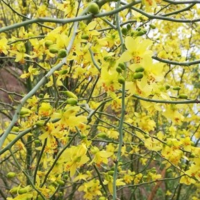 Palo verde