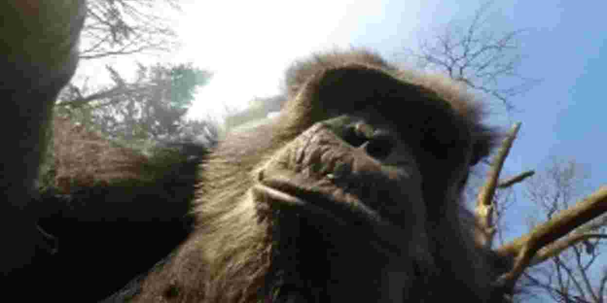 Chimpansees halen drone naar beneden en filmen elkaar!