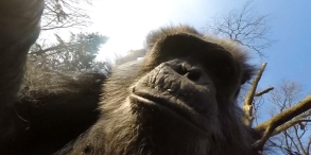 Chimpansees halen drone naar beneden en filmen elkaar!