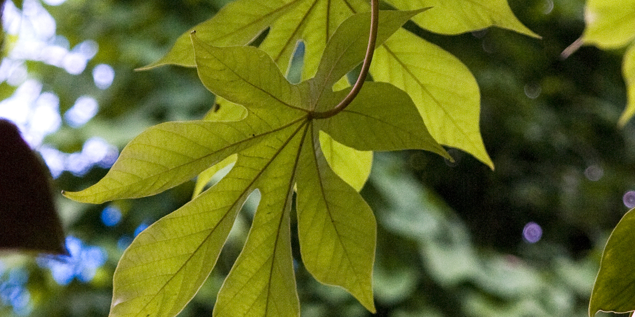 Pionieren in de Bush