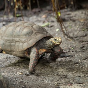 Kolenbranderschildpad