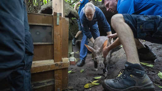 Arnhems aardvarken logeert in Keulen 