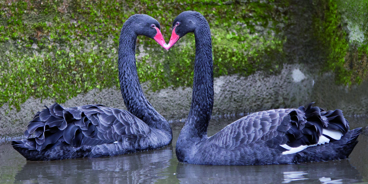 Wil je mijn Valentijn zijn?