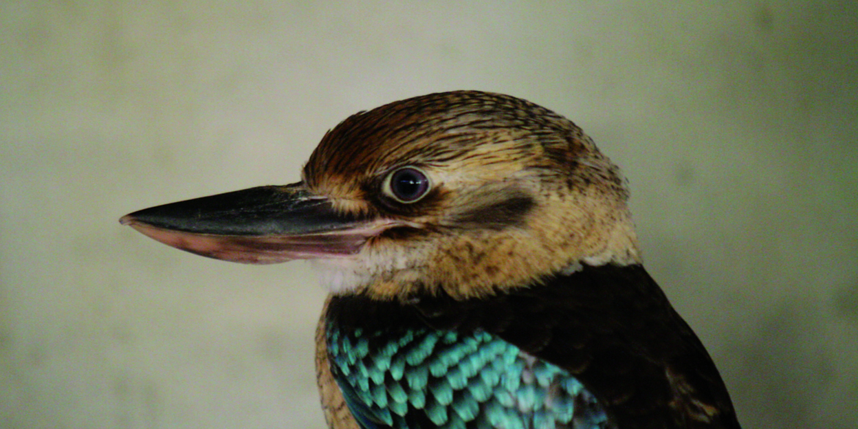 Blauwvleugelkookaburra. Een nieuwe vogelsoort!