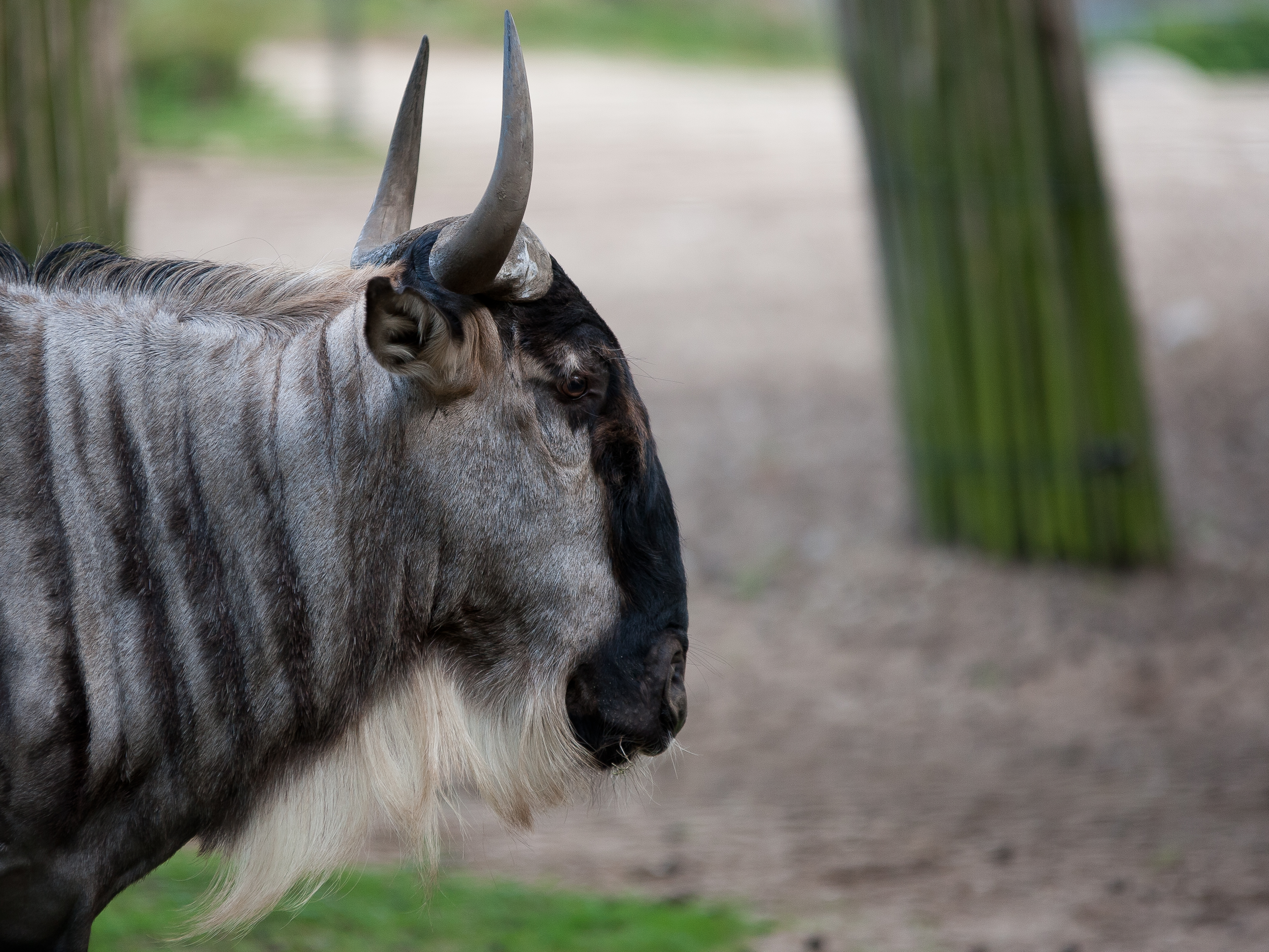 Gnoe Baby 60 Baby Gnu Stock Photos, High Res Pictures, And Images