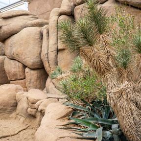 Joshua tree