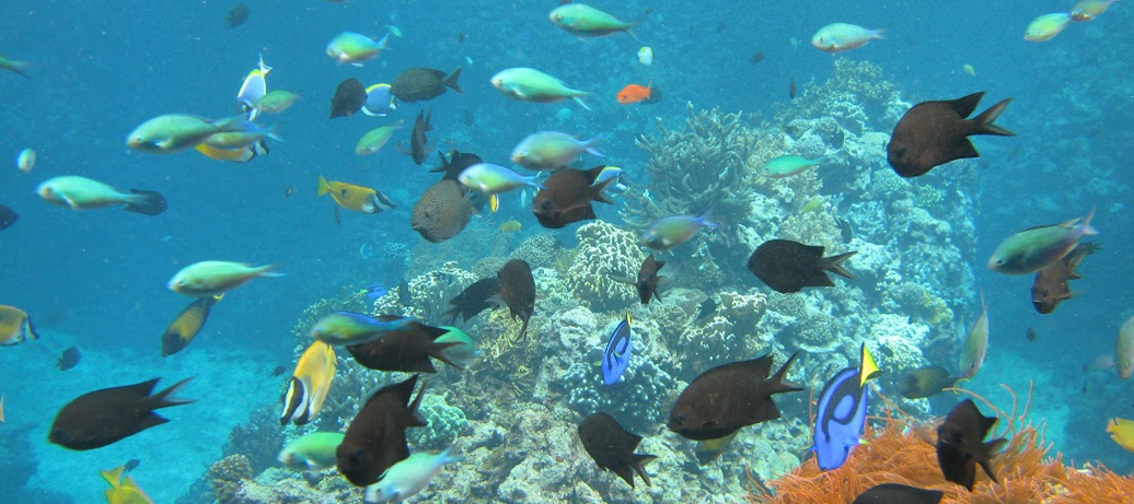 6 en 7 augustus: Masterclass 'Populatiemanagement in Aquatische Ecosystemen