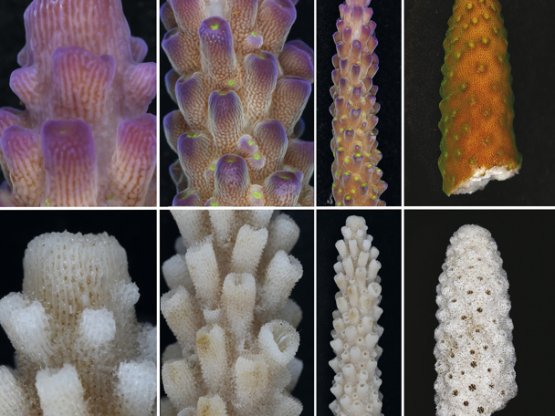 Koraal ID-project afgerond