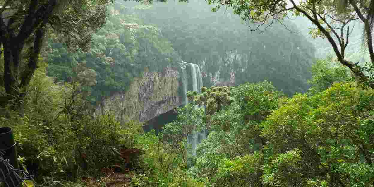 Een nieuwe campagne: Mata Atlântica
