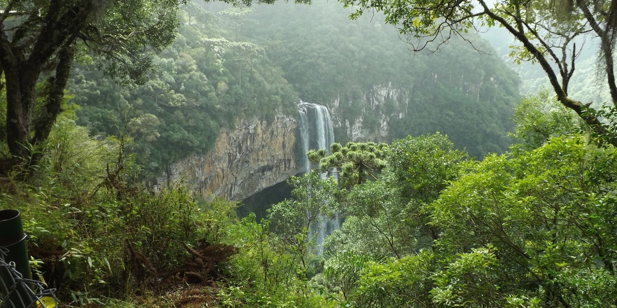 Een nieuwe campagne: Mata Atlântica