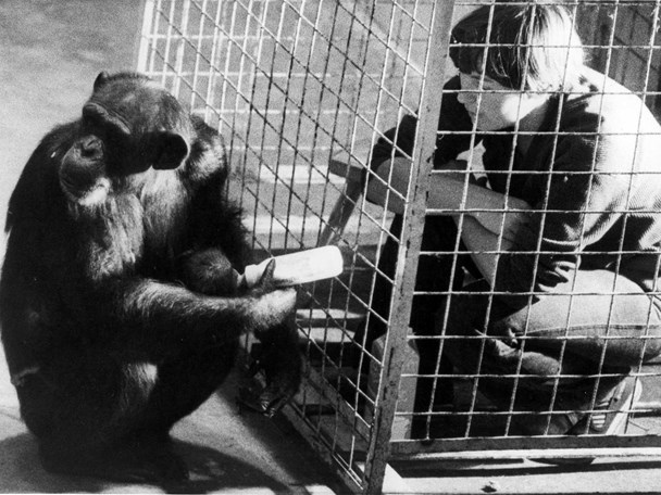 Beroemde chimpanseekolonie
