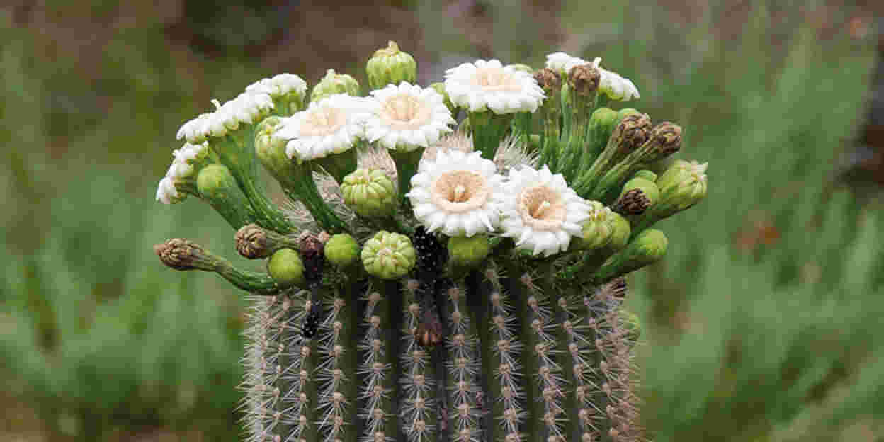 Bloeiende reuzencactussen