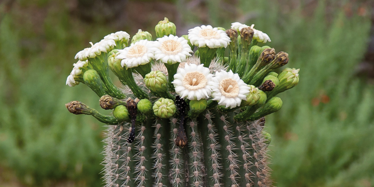 Bloeiende reuzencactussen