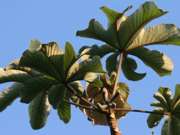 Bijzondere aanpassing aan de leefomgeving