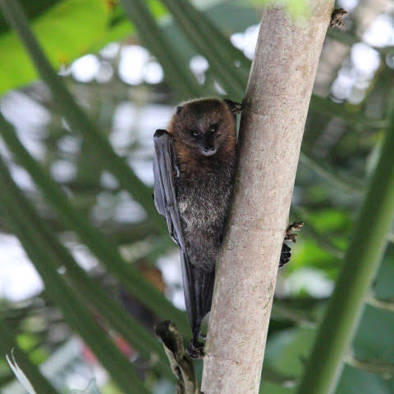 Over de voortplanting