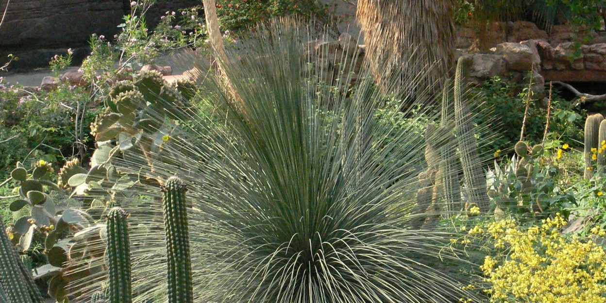 Een grasboom?
