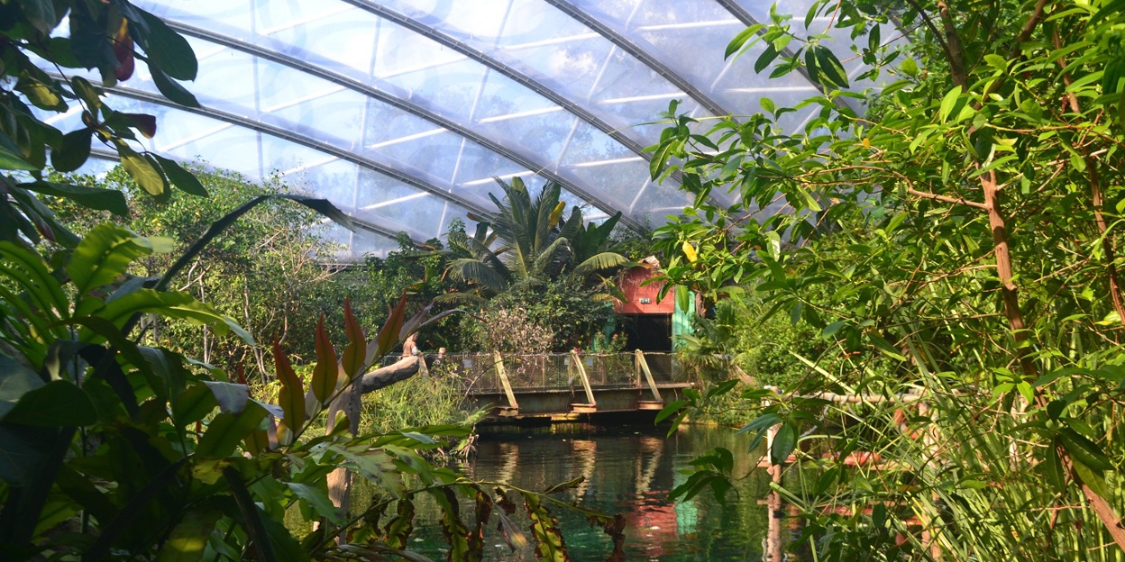 Wat is een ecodisplay? De Mangrove