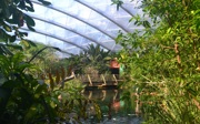 Wat is een ecodisplay? De Mangrove